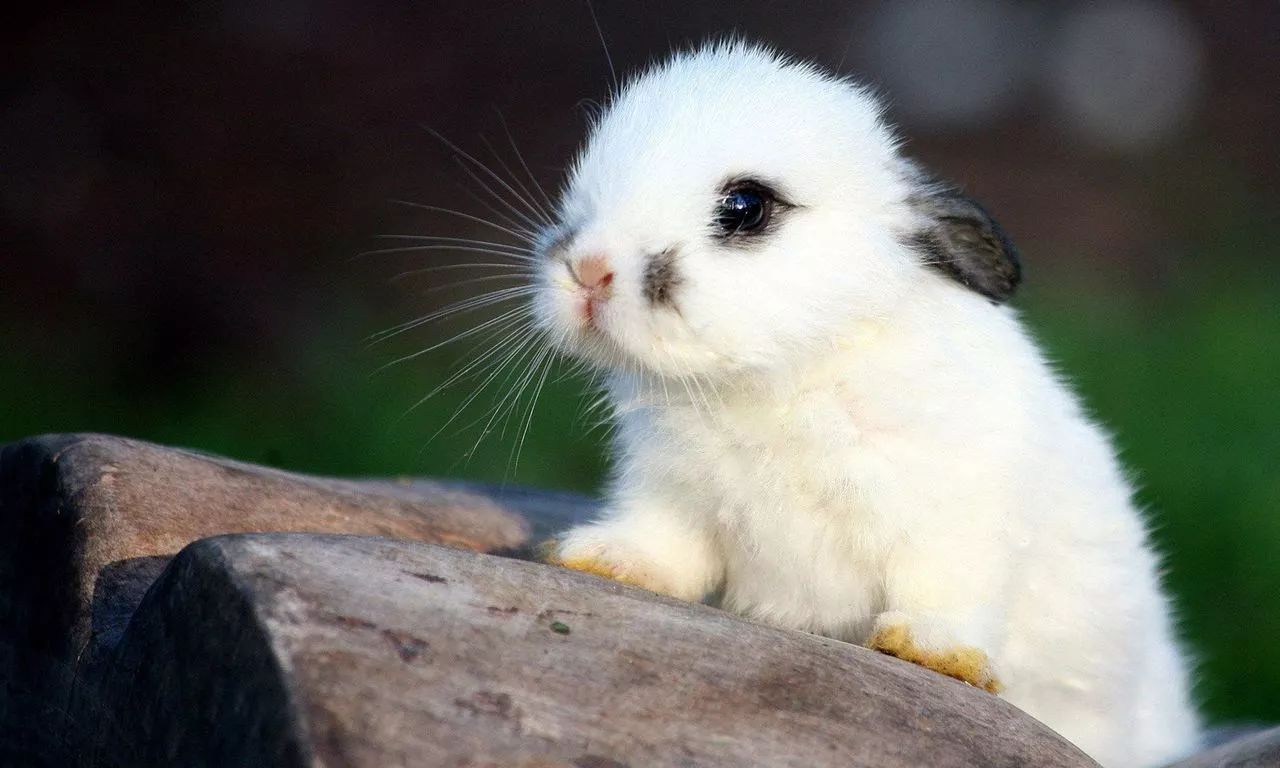 动物为什么会吃掉自己的粪便,动物吃粪便的原因