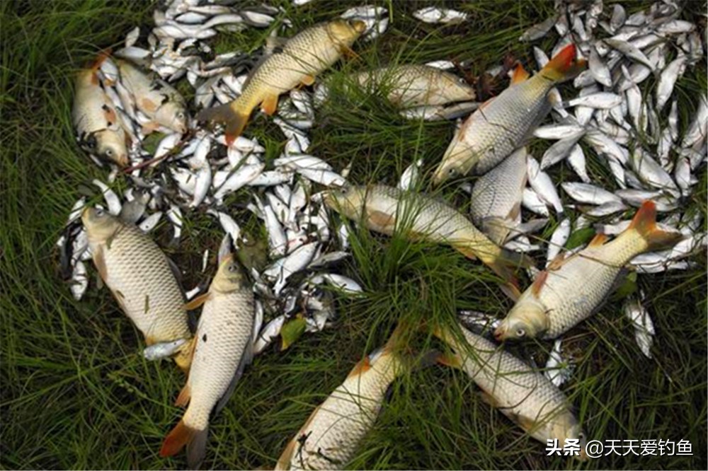 早上野钓如何选钓位,野钓怎么找最佳钓位