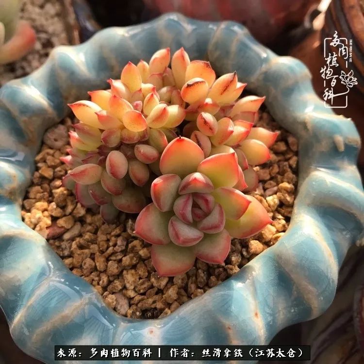 秋叶将落,秋叶即将落下你依然美丽