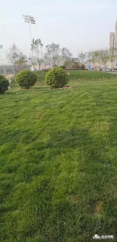 白沙湾足球基地比赛,2016哥德杯青少年足球赛开幕式