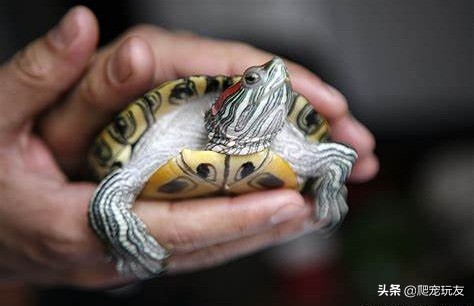 龟溺水会挣扎么,如果乌龟死了又怎么拯救