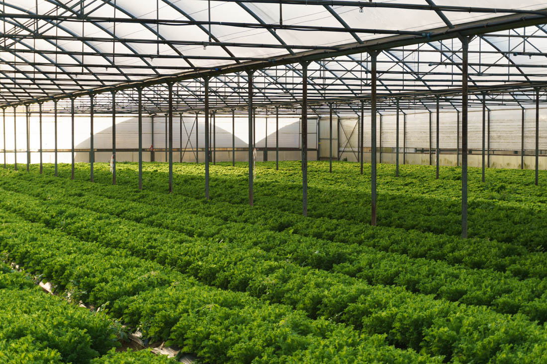 蔬菜吃不到从前那个味儿？土壤有问题！改变施肥采摘方法立马见效