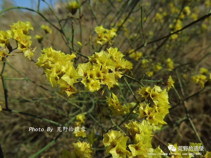 荒野拾遗录,荒野拾遗录完整