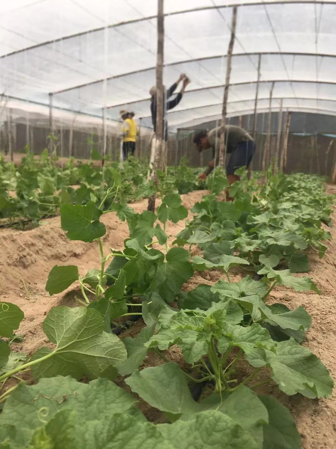 他从老师转行到柬埔寨当“农民”，2次从零开始，如今终见希望