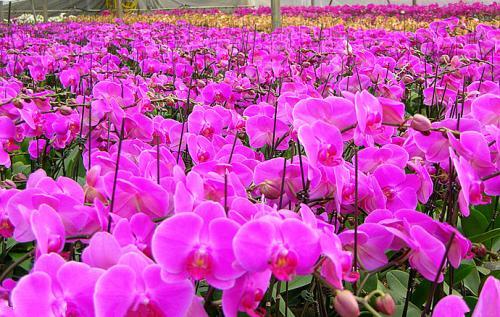 蝴蝶兰新手选花盆,水培蝴蝶兰新手入门