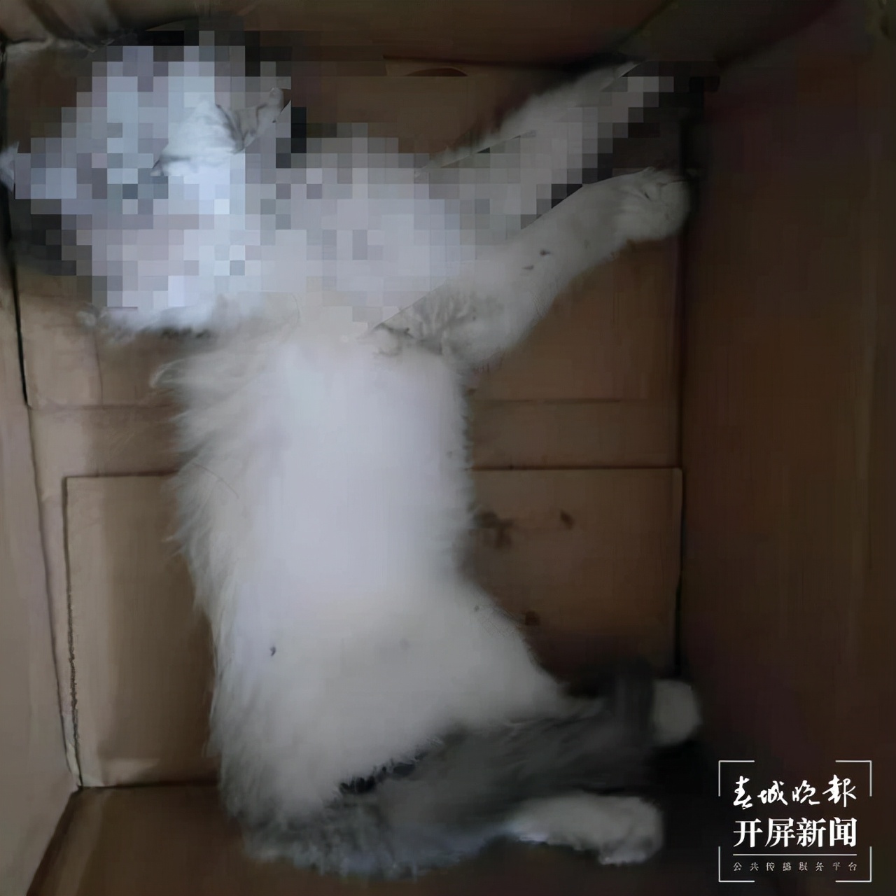 小猫被领养两天后死亡,猫咪被领养后续