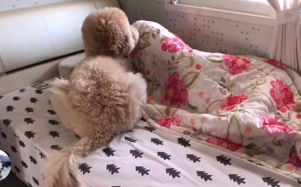 泰迪到几岁不闹腾了呢,泰迪只能长到五六斤吗