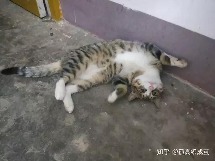 猫抑郁症吃什么,猫是治疗抑郁症的良药