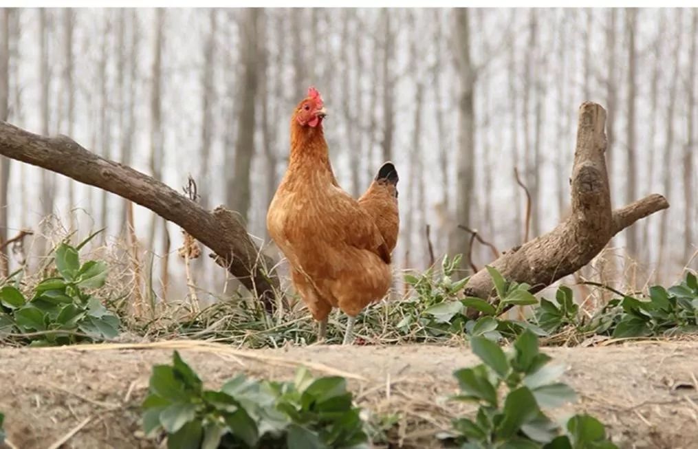 90后小伙卖鸡年入百万,农村90后创业养鸡