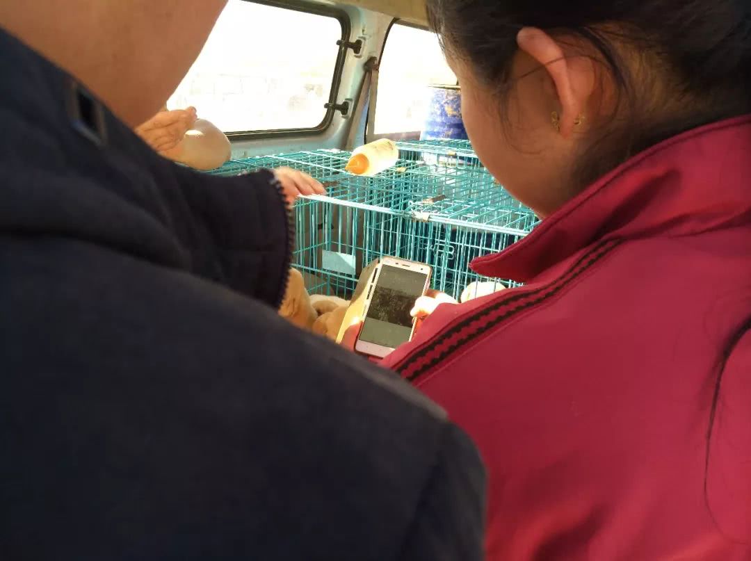 拉布拉多在狗市卖多少钱一只,狗市多少钱一只拉布拉多