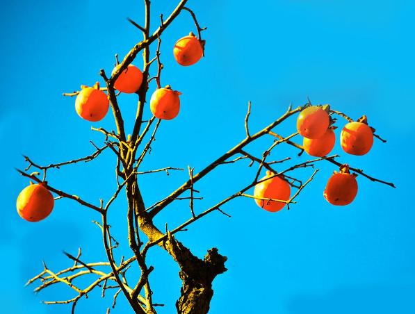 家里摆放柿子摆件寓意风水,家中摆放4个柿子摆件风水怎样