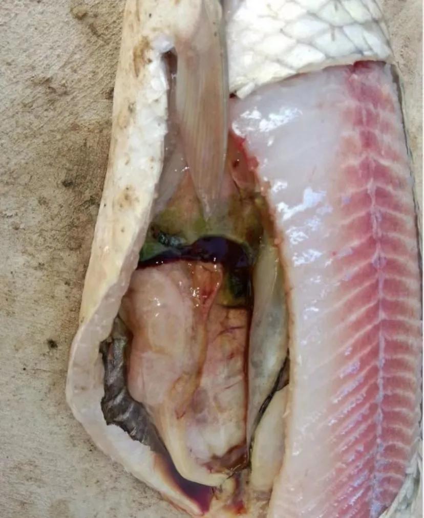 草鱼如何防治肝胆综合征,草鱼肝胆综合症的疑难治疗难点