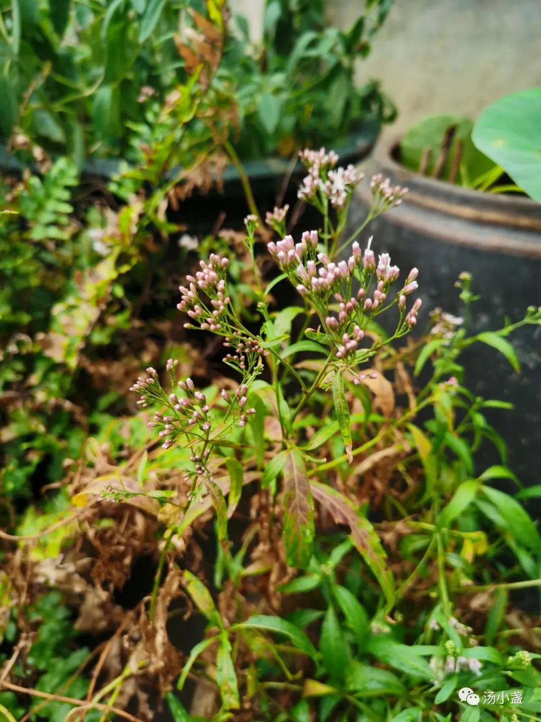 扈江离与辟芷兮纫秋兰以为佩译文,扈江离与辟芷兮纫秋兰以为佩诵读