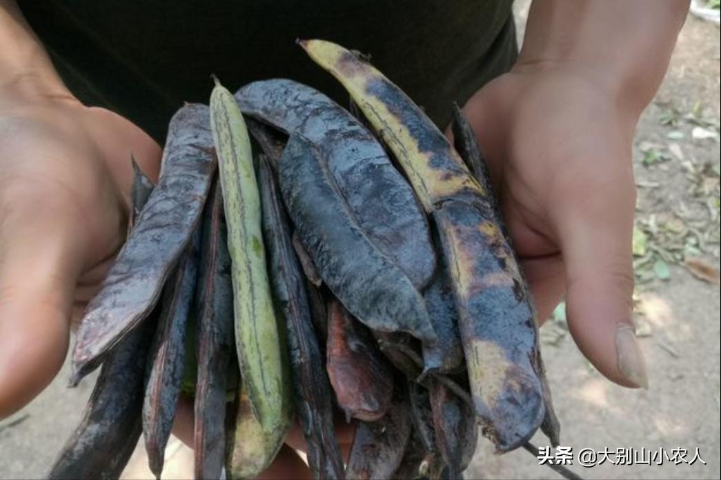 疯狂的皂荚树：热潮后被嫌弃，因能解除“卡脖子”危机又王者归来