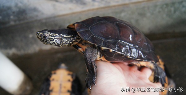 龟市发展史07:被高度爆炒的黑颈龟为何炒爆了?