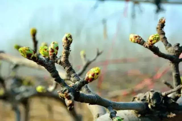 梨树春季如何预防病虫危害,梨树病虫害发生时间与防治方案