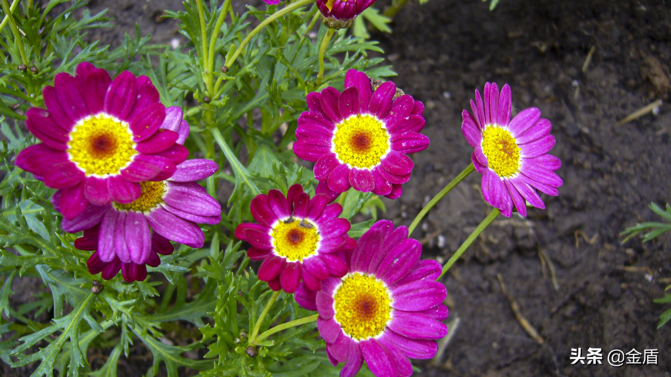 茼蒿花漂亮,木茼蒿花简介