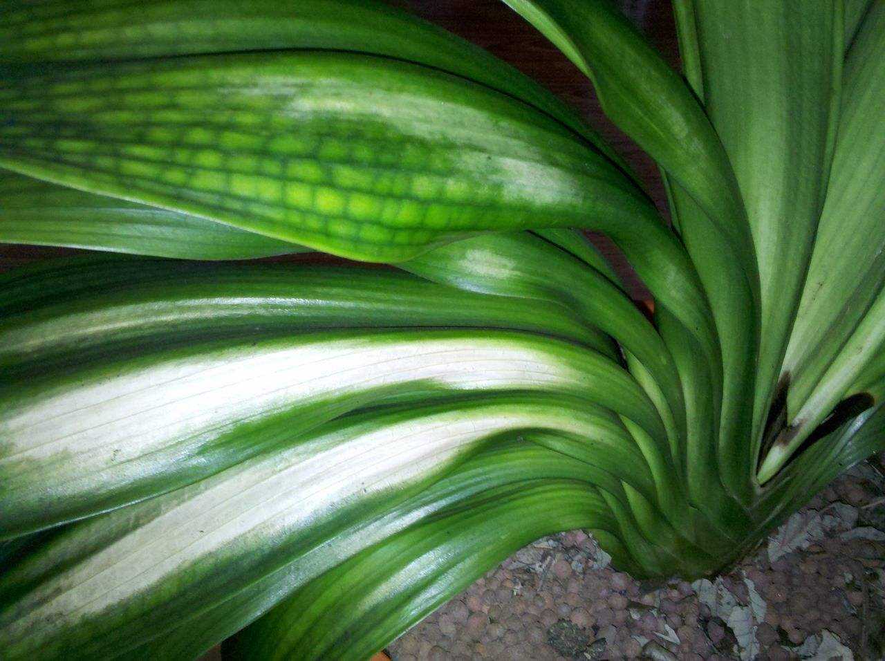 君子兰叶子皱皱巴巴怎么回事,君子兰叶子参差不齐撕掉还会长