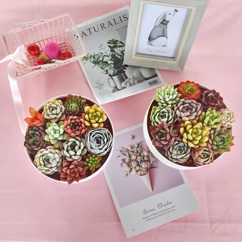 八种好看又好养的多肉，看看你家养了几种？