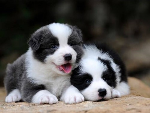 边牧各个阶段的毛发,戈赞狗粮的优缺点