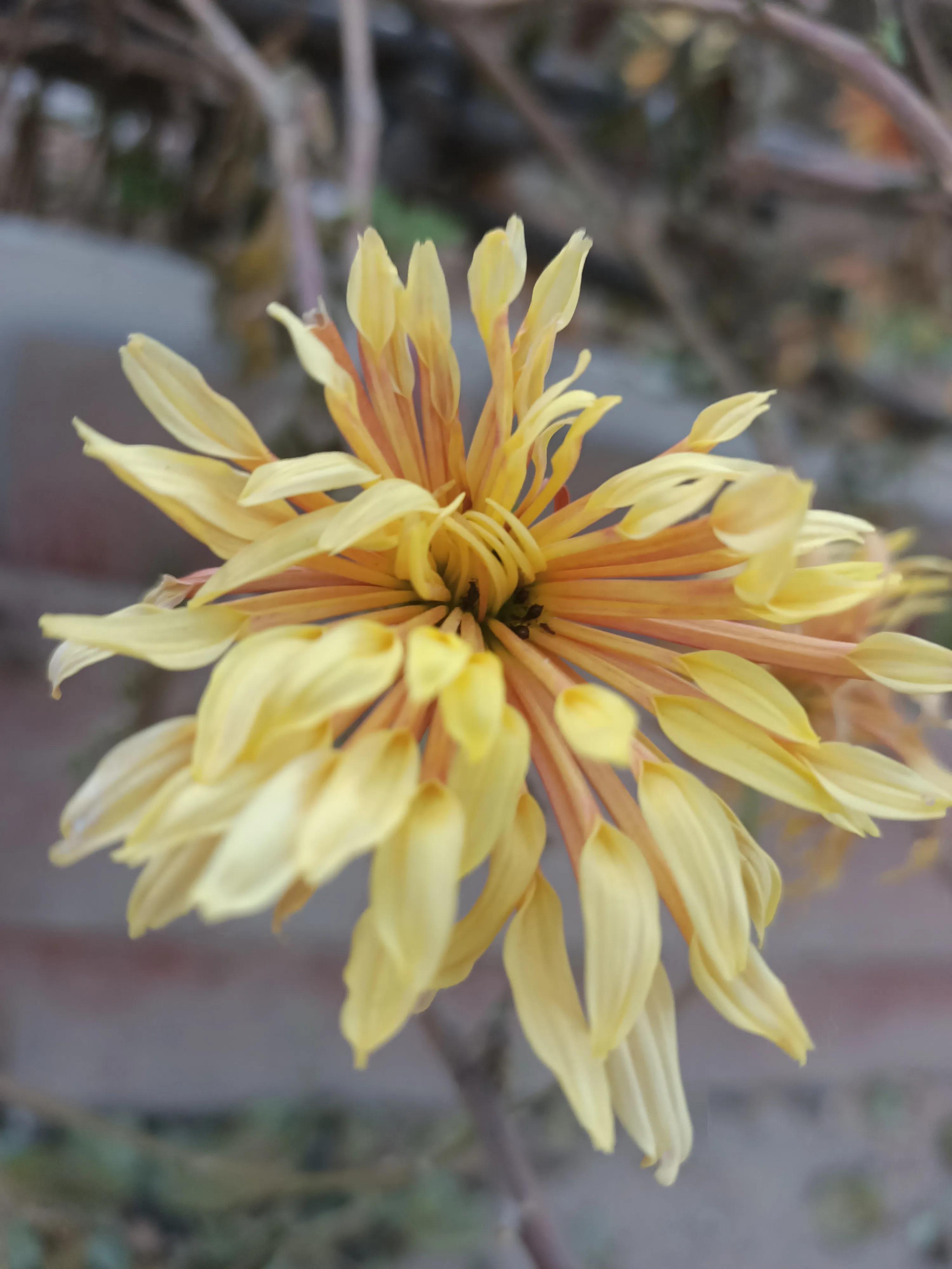 初冬，河渠畔，凋零的美之菊花的气节