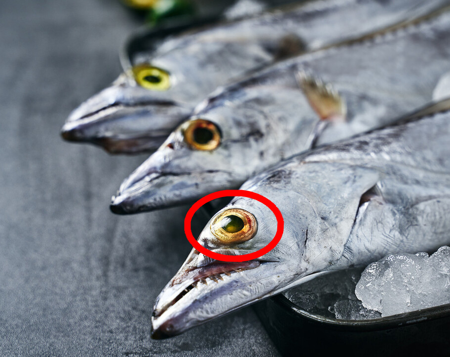 买带鱼要分清黄眼和黑眼,带鱼大眼睛的好还是小眼睛的好