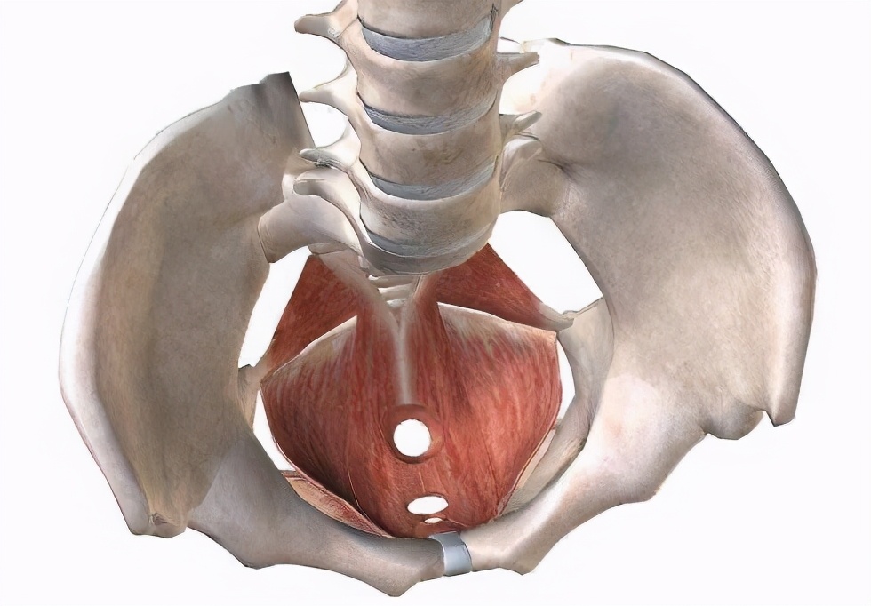 孕期尴尬：孕期打喷嚏漏尿怎么办？盆底肌了解下