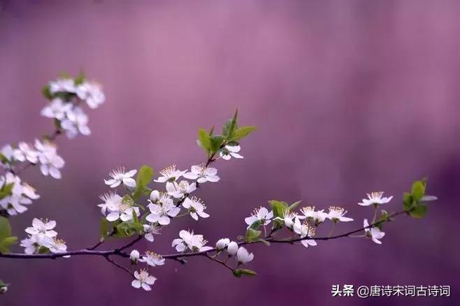 四月相聚的诗词,最美人间四月天唯美诗词