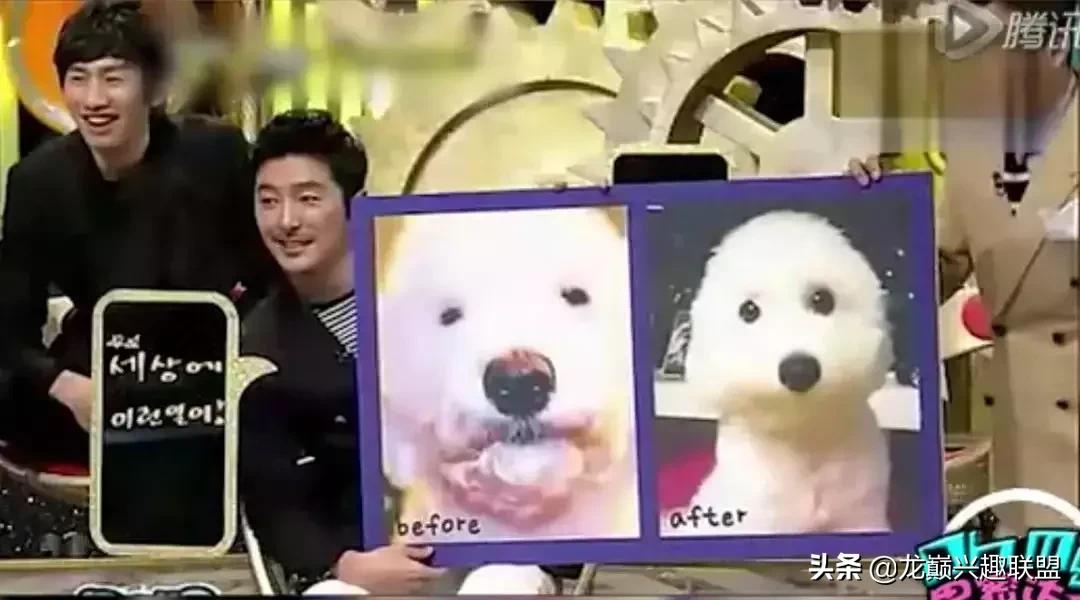 宠物整形美容,给宠物做美容多少钱