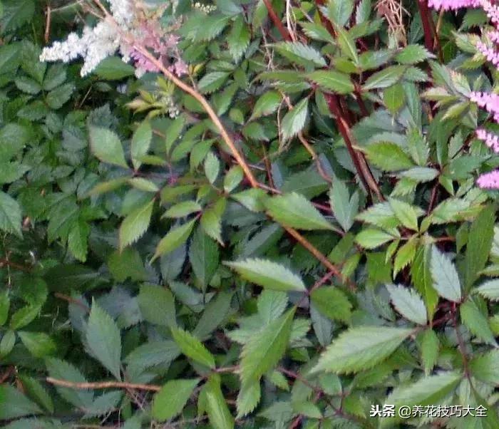 养在家里可以开花结果的植物,落新妇这种花好养吗