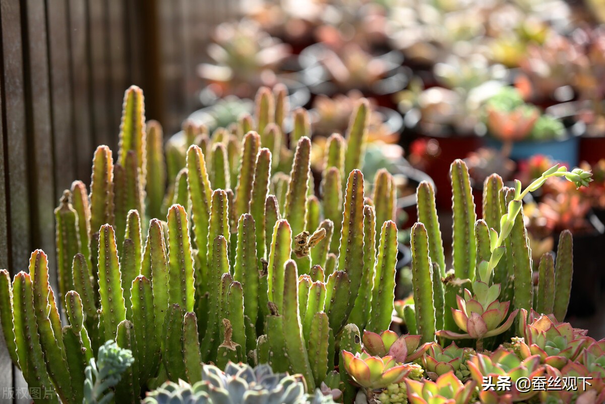 沭阳县百强县排名,中国百强县江苏沭阳