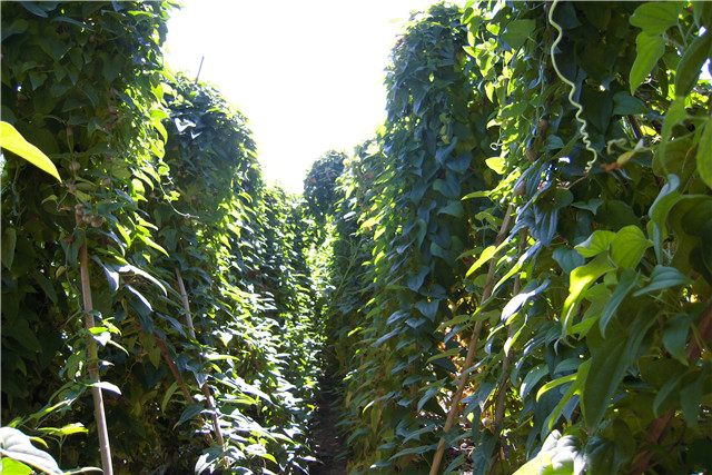 山药槽高产栽培技术视频,山药塑料管栽培技术图片