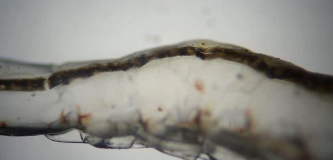 对虾养殖需要什么药品防治,对虾养殖需要注意的问题