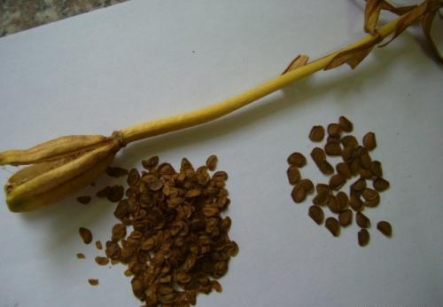 百合败了叶子全掉了怎么重新开花,百合球开完花怎么处理