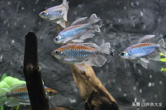 电视柜养鱼,电视柜旁边养鱼好不好