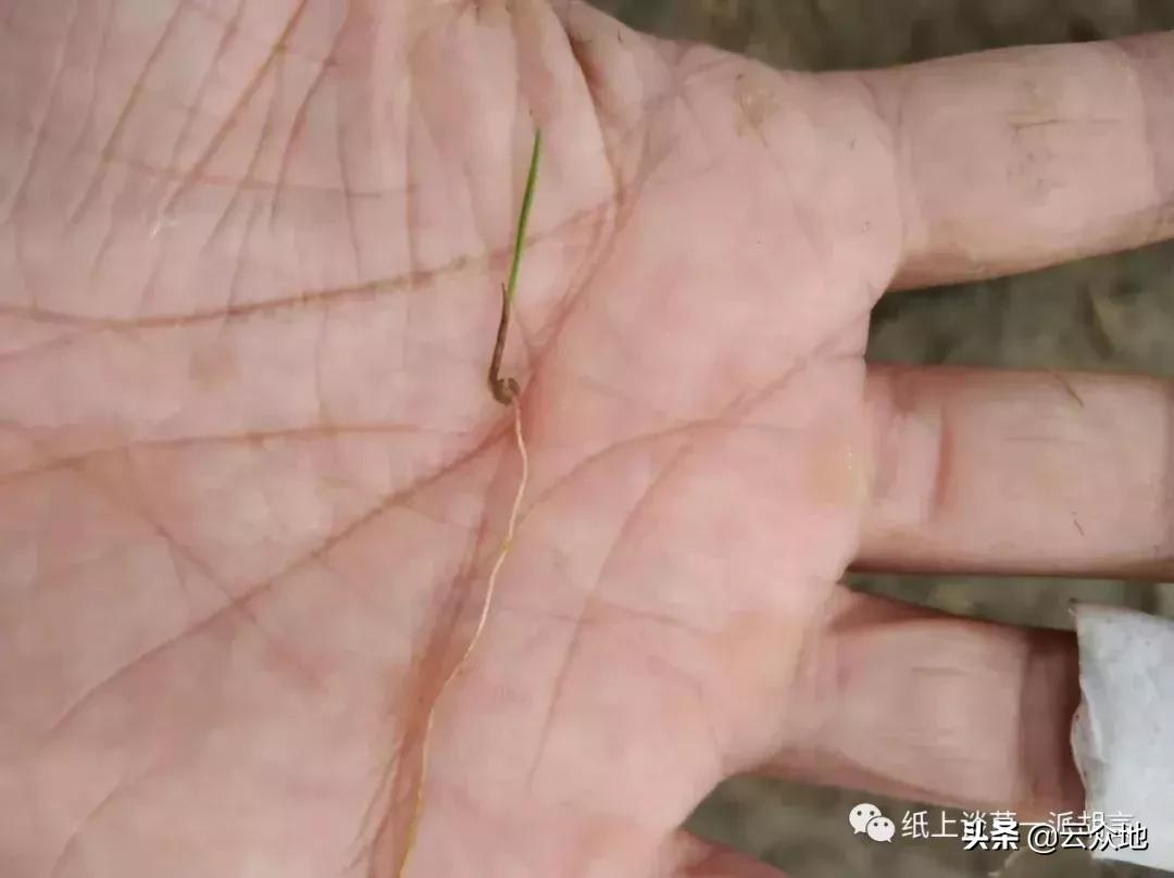 防除稗草,抗性稗草与普通稗草区别