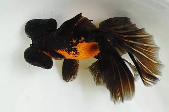 新手养金鱼哪种金鱼最好养,金鱼种类和饲养难度