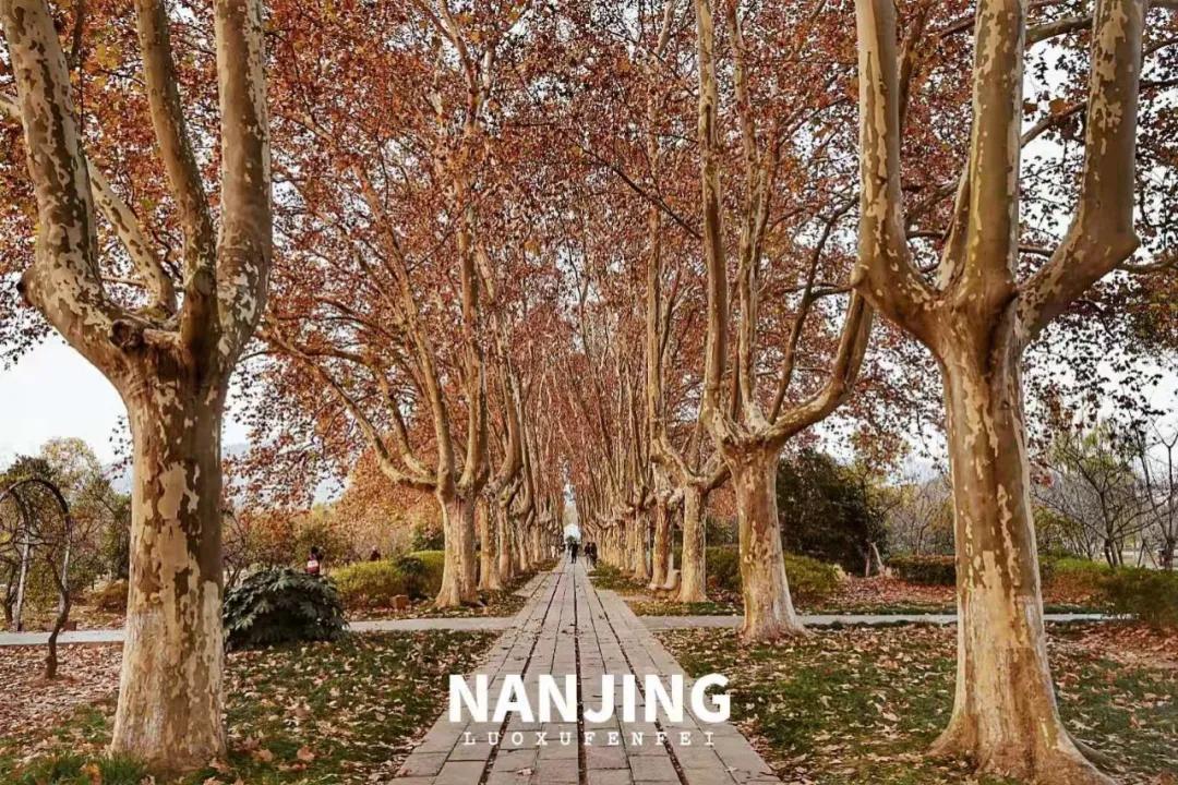 玩完南京去哪里玩景点推荐,南京钟山风景区秋天一日游攻略