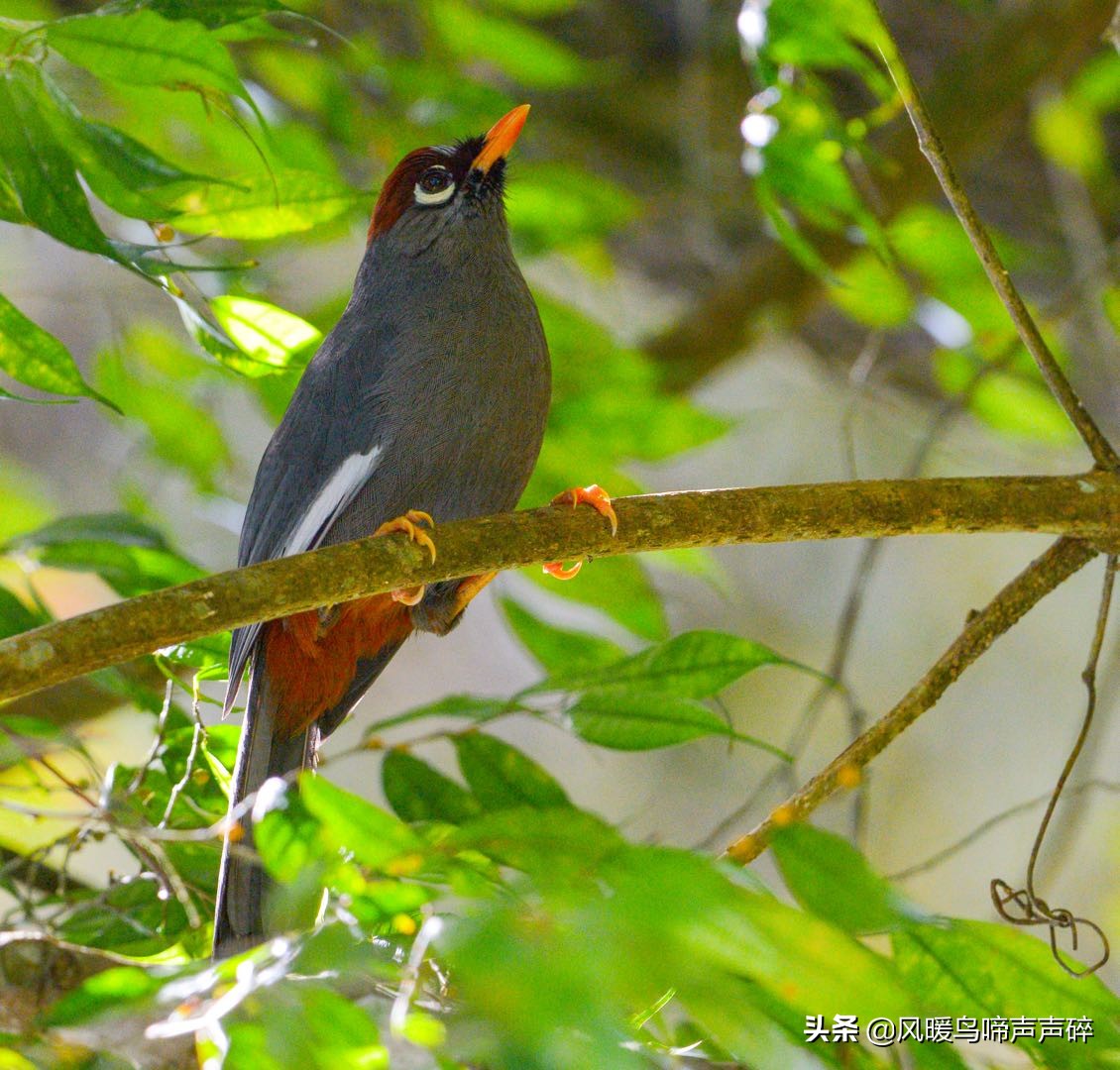 超模推荐的内衣,超模推荐内衣