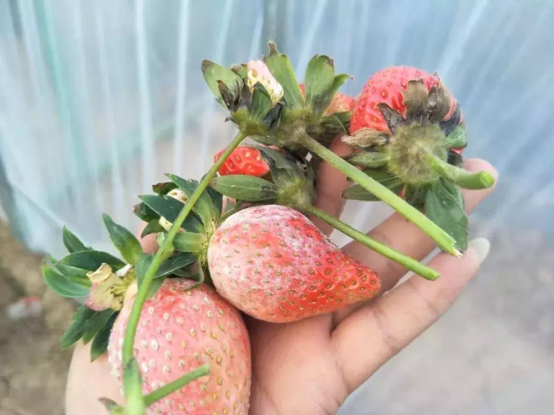 白芨病害及防治,白粉病发病规律防治措施