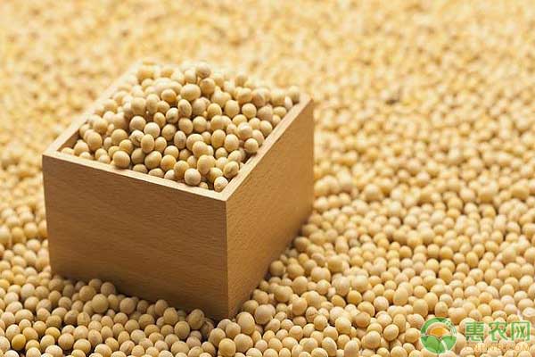 大豆种植的最佳时间和技术,大豆种植技术和种植时间