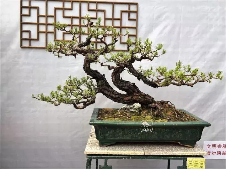 造型极美的盆景一起来欣赏,一组风吹出来的盆景欣赏动感十足