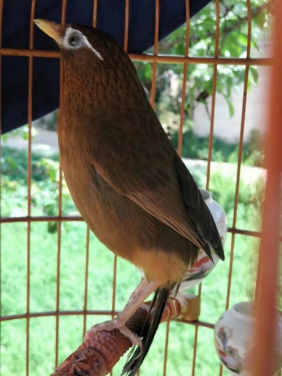 怎样识别一只画眉鸟的品种,一只好的画眉鸟怎样选图片