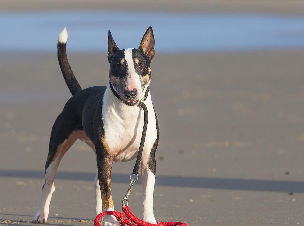 让狗狗防病的药,让狗狗长得快的药