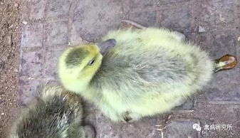 还在为肩周炎苦恼吗,还在为肠道菌群而烦恼吗