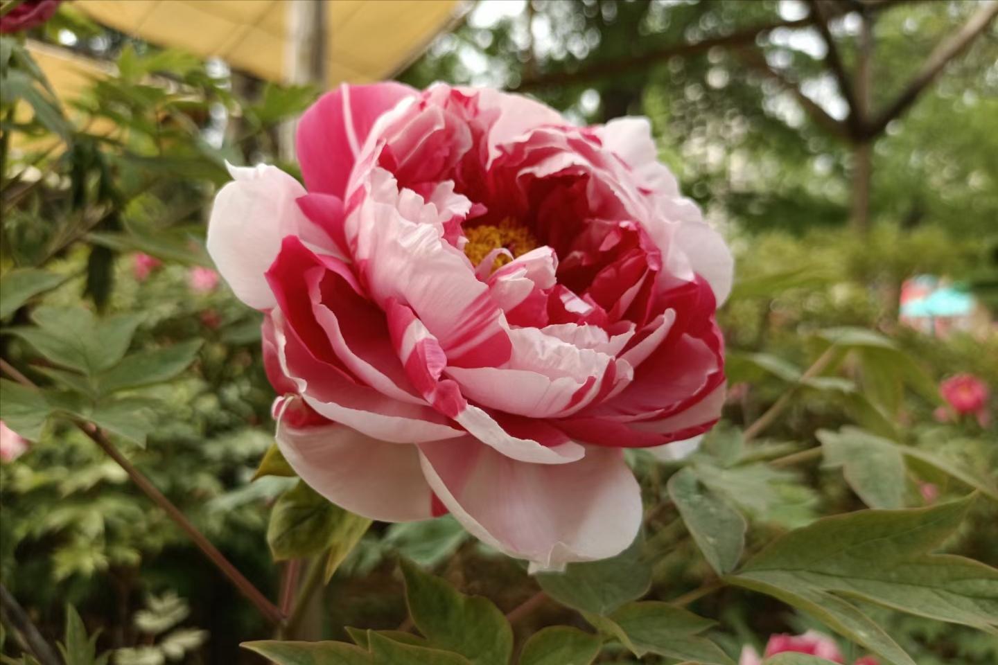 洛阳四月正是牡丹盛开的季节,洛阳牡丹几月几日开最美