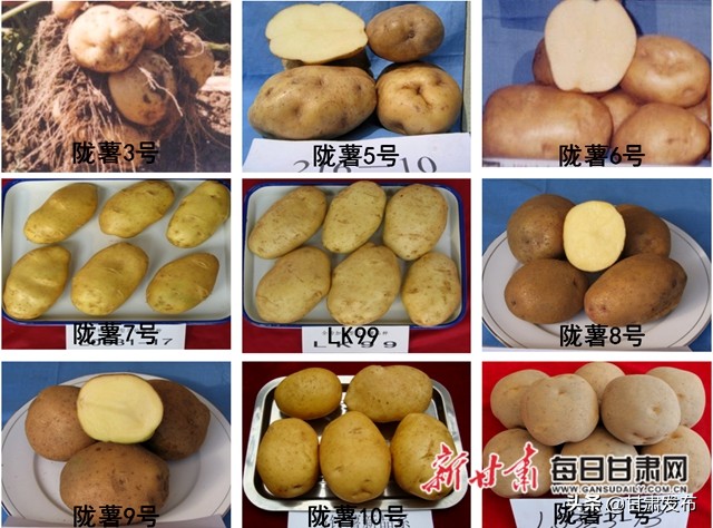 王一航：与农民一起扶犁37年马铃薯育种世界称王