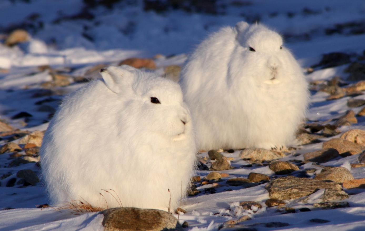 不是每只兔子都像澳大利亚野兔般“好命”，生存的艰辛，北极兔懂
