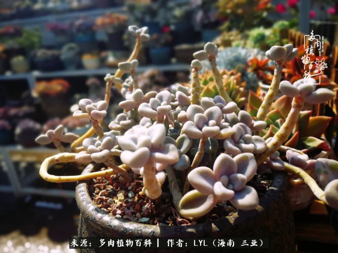 养多肉一年花了3万,养多肉一千多盆