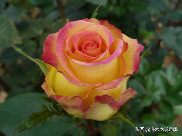 20款大花浓香的月季,好看好养四季开花的月季